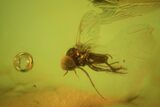 Detailed Fossil Fly (Simuliidae) In Baltic Amber #50641-1